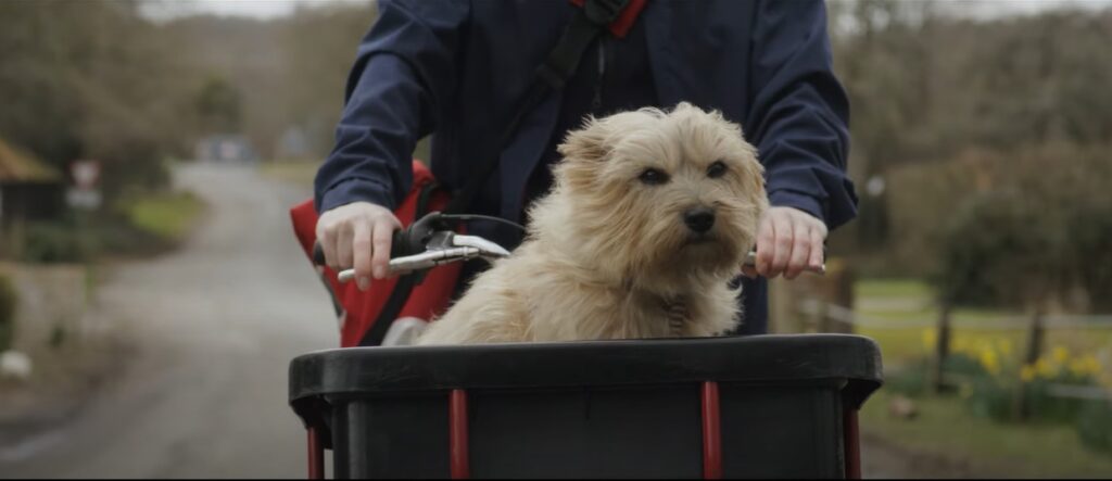 Dog in a bike baskets